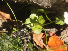 Epilobium pedunculare