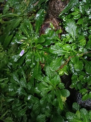 Mazus fauriei
