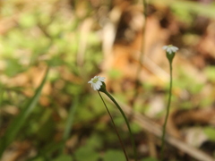 Lagenophora strangulata