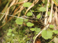 Lagenophora strangulata