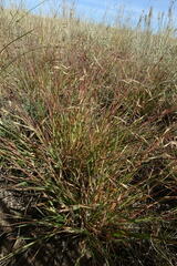 Cleistogenes squarrosa