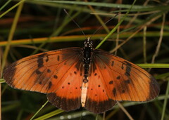 Acraea natalica