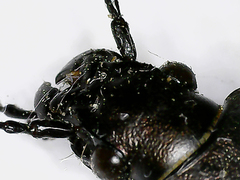 Carabus ulrichii