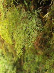 Hymenophyllum bivalve image
