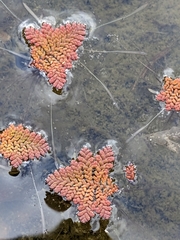 Azolla pinnata