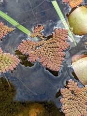 Azolla pinnata