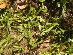 Abrotanella caespitosa
