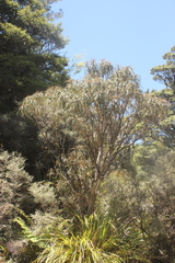 Olearia lacunosa
