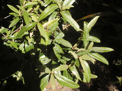 Olearia arborescens × lacunosa