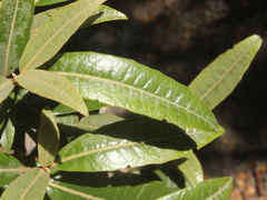 Olearia arborescens × lacunosa