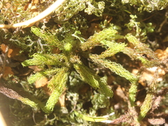 Dendroligotrichum tongariroense