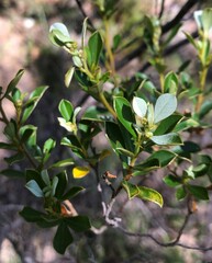 Spyridium spathulatum