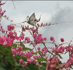 Appias libythea olferna
