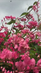 Appias libythea olferna