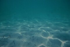 Spratelloides robustus