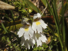 Euphrasia cuneata