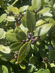 Sideroxylon inerme inerme