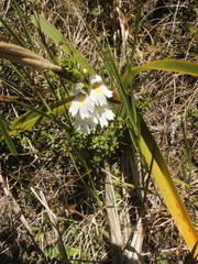 Euphrasia cuneata