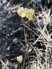 Chamaescilla corymbosa