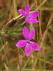 Dianthus armeria