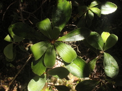 Macrolearia colensoi