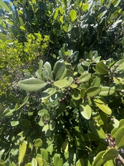 Sideroxylon inerme inerme
