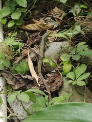 Takydromus septentrionalis