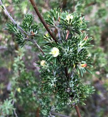 Phyllota pleurandroides