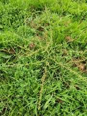 Rumex pulcher pulcher