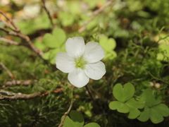 Oxalis magellanica