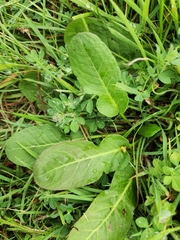 Rumex pulcher pulcher