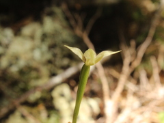 Adenochilus gracilis
