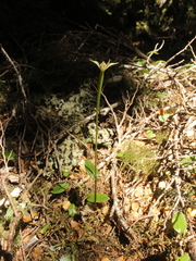 Adenochilus gracilis