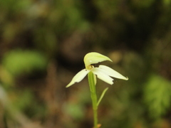 Adenochilus gracilis