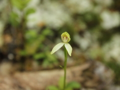 Adenochilus gracilis
