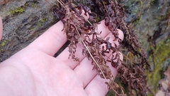 Cystopteris bulbifera
