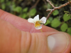 Viola filicaulis