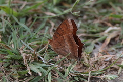 Catacroptera cloanthe cloanthe