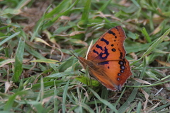Catacroptera cloanthe cloanthe