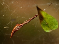 Argyrodes alannae