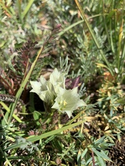 Gentiana algida