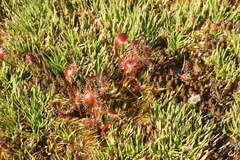 Drosera stenopetala