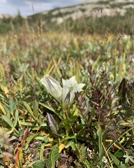 Gentiana algida