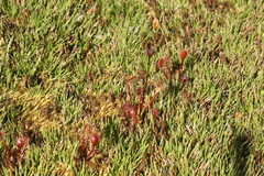 Drosera stenopetala