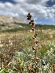 Artemisia scopulorum