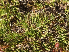 Oreobolus pectinatus