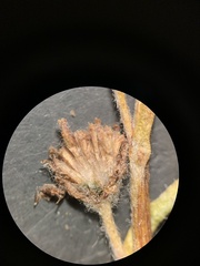 Artemisia scopulorum