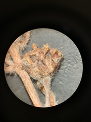 Artemisia scopulorum