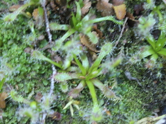 Drosera stenopetala