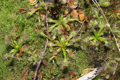Drosera stenopetala